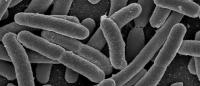 multiple cylindrical E. coli bacteria